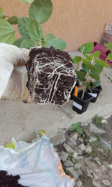  - evolutie puiuti hibiscus din seminte