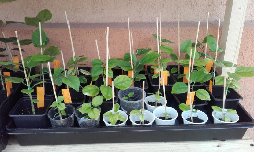  - evolutie puiuti hibiscus din seminte