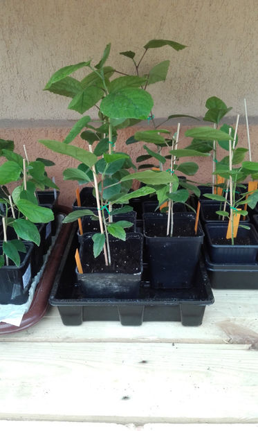  - evolutie puiuti hibiscus din seminte