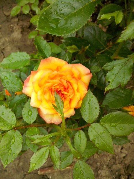  - 0 TRANDAFIRI DIMOV 2017