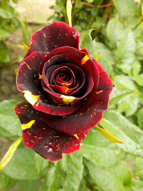  - 0 TRANDAFIRI DIMOV 2017