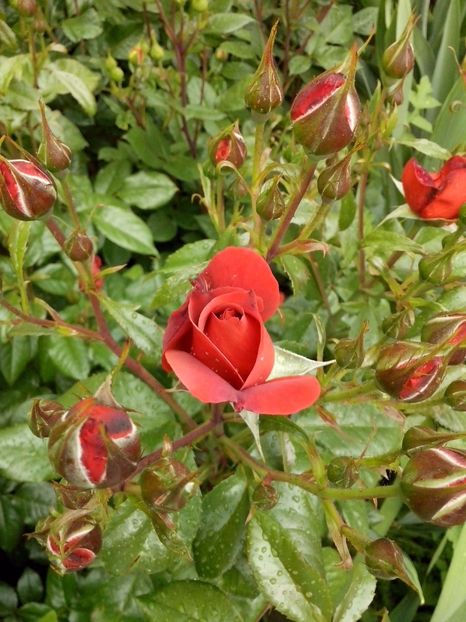 hot c. - 0 TRANDAFIRI 2017