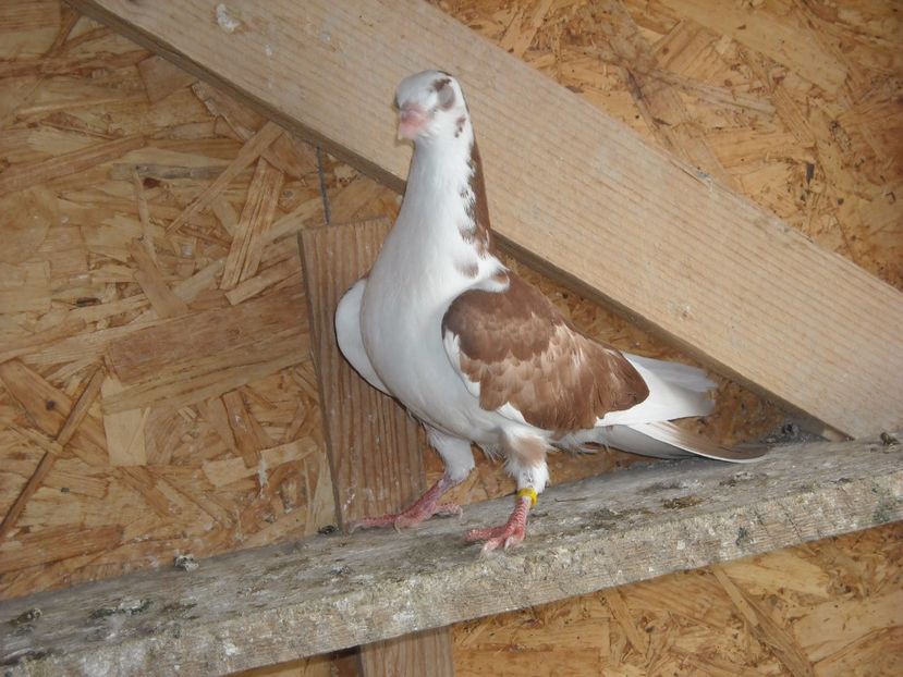 pierdut - PUISORI  2017