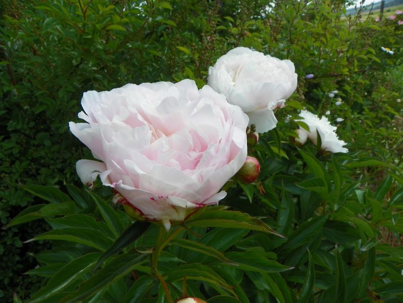 Boule de Neige - Irisi si bujori 2017