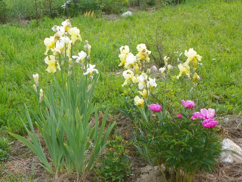 Sangreal si Dancing Butterfly - Irisi si bujori 2017