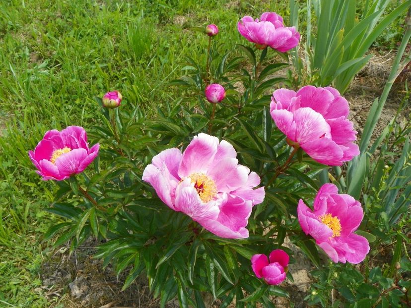 Dancing Butterfly - Irisi si bujori 2017