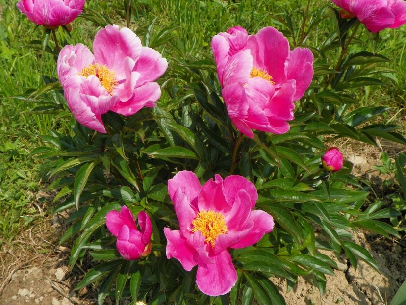 Dancing Butterfly - Irisi si bujori 2017