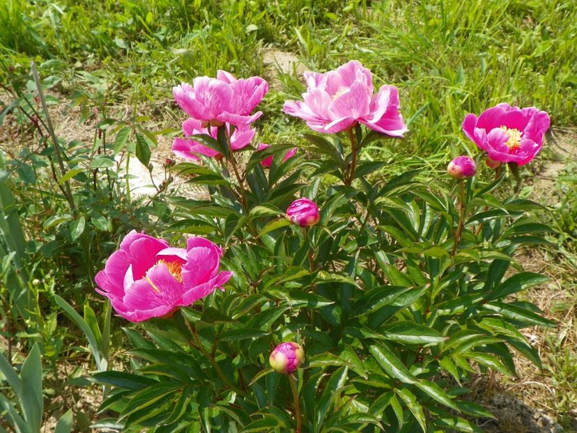 Dancing Butterfly - Irisi si bujori 2017