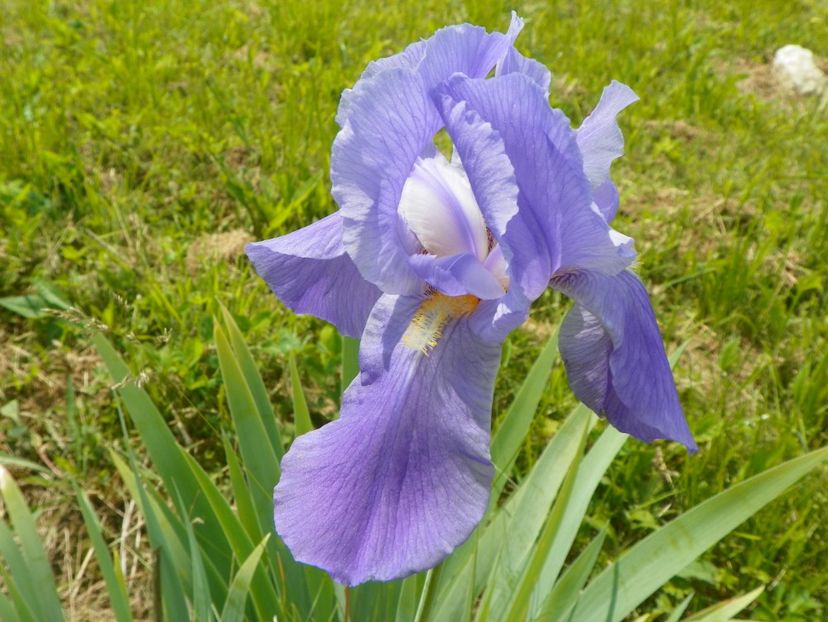 iris pallida - Irisi si bujori 2017