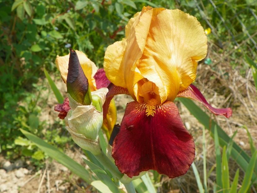 Guy Luron - Irisi si bujori 2017