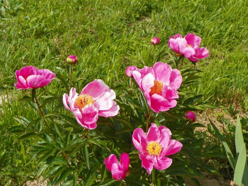 Dancing Butterfly - Irisi si bujori 2017