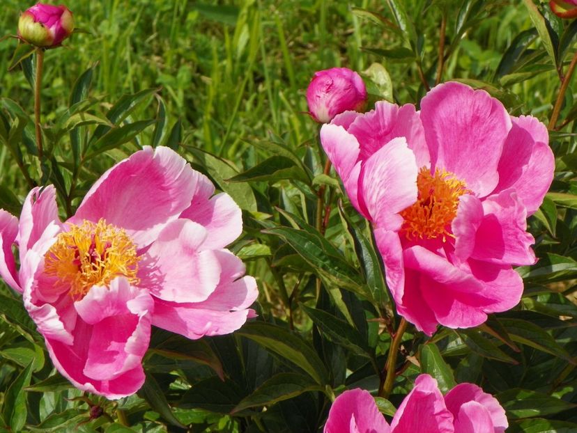 Dancing Butterfly - Irisi si bujori 2017