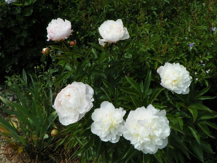 Boule de Neige - Irisi si bujori 2017