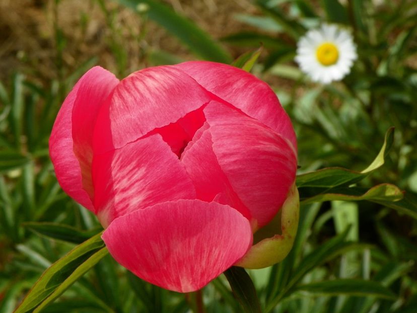 Coral Sunset - Irisi si bujori 2017