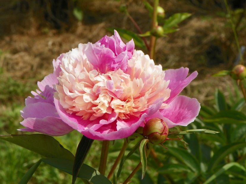 Sorbet - Irisi si bujori 2017