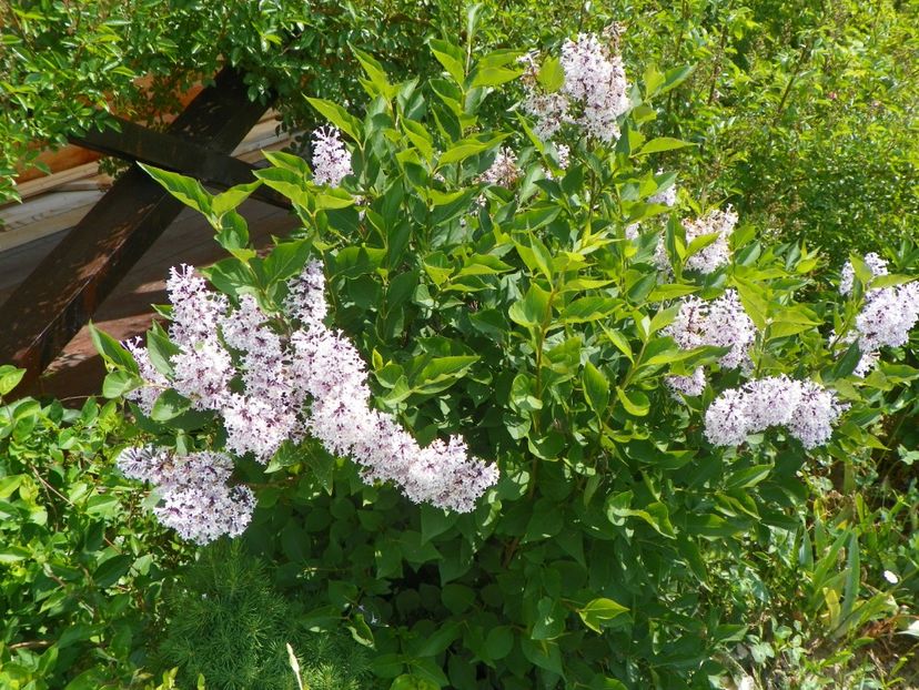 syringa Miss Kim - z-Dobarland 2017