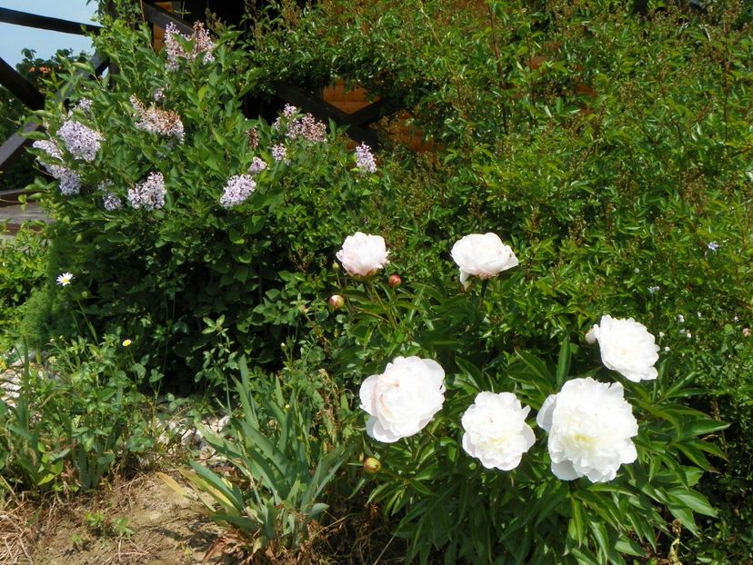 syringa Miss Kim si Boule de Neige - z-Dobarland 2017