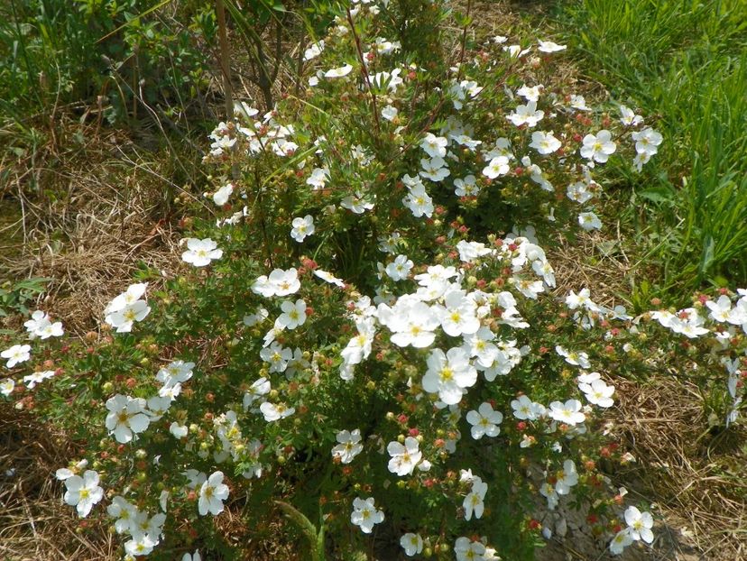 potentilla Abbotswood - z-Dobarland 2017