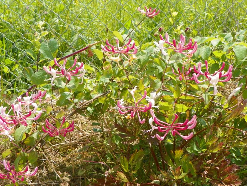 lonicera Belgica - z-Dobarland 2017