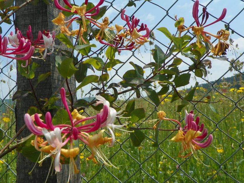 lonicera Belgica - z-Dobarland 2017