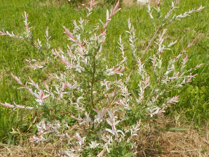 salix Hakuro Nishiki - z-Dobarland 2017