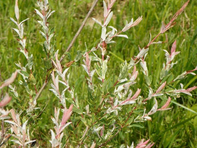 salix Hakuro Nishiki - z-Dobarland 2017