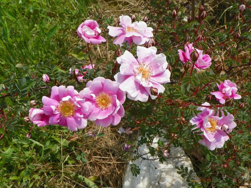 Burnet Irish Marbled - Trandafiri 2017