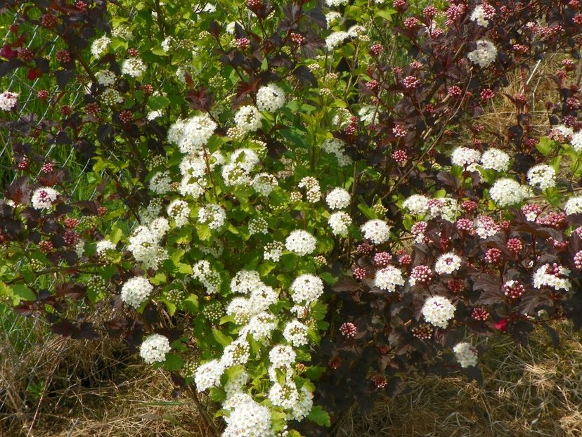 physocarpus Diabolo - z-Dobarland 2017