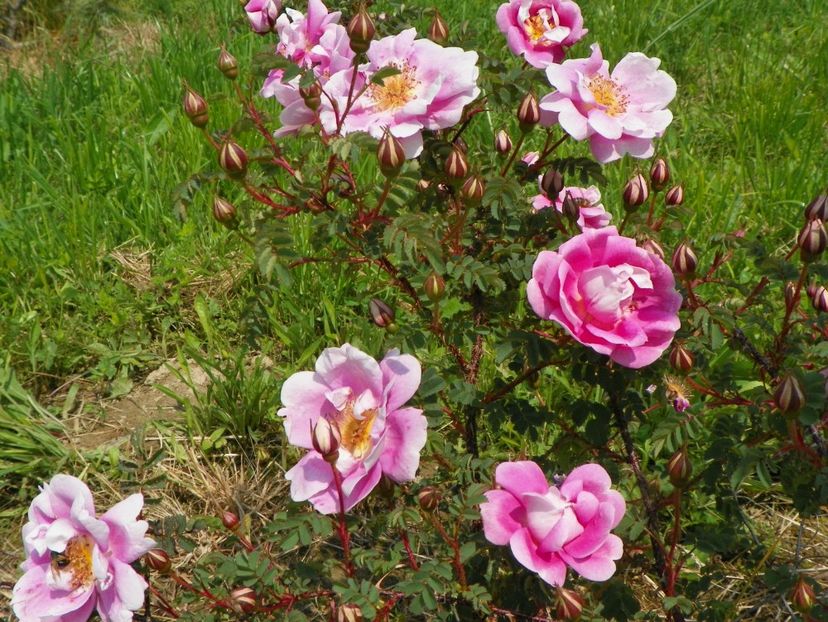 Burnet Irish Marbled - Trandafiri 2017