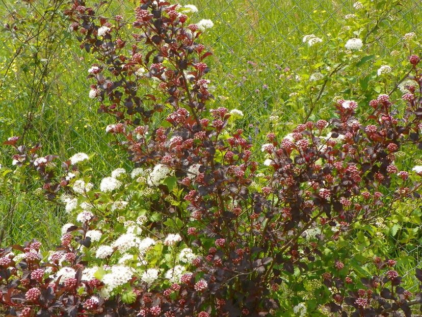 physocarpus Diabolo - z-Dobarland 2017