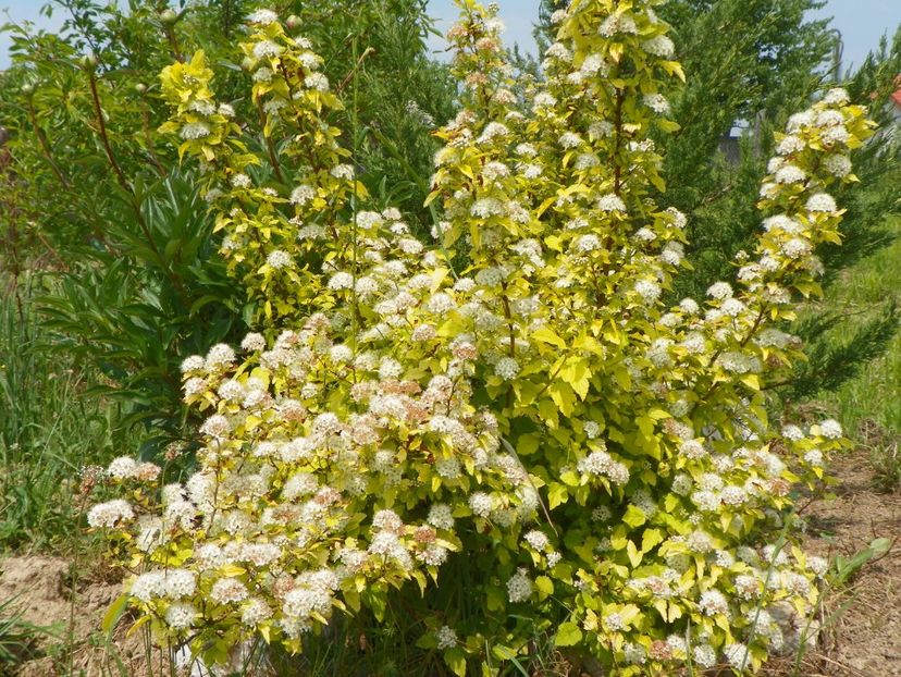physocarpus Dart's Gold - z-Dobarland 2017