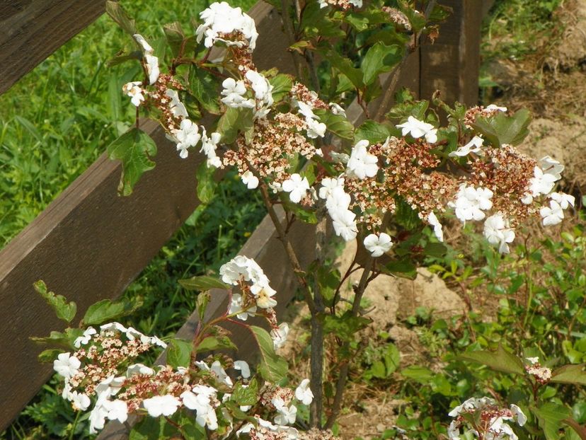 viburnum sarg. Onondaga - z-Dobarland 2017