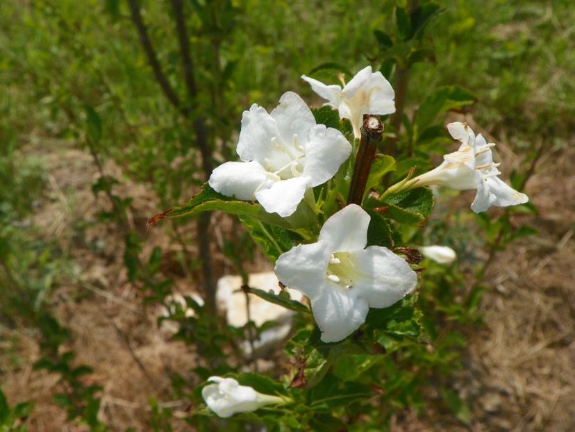 weigela candida - z-Dobarland 2017