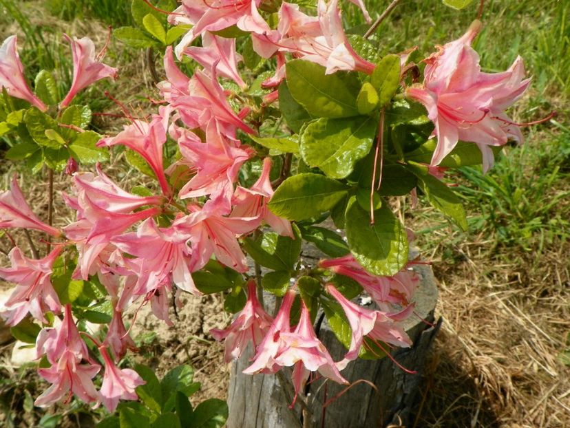 azalea Homebush - z-Dobarland 2017