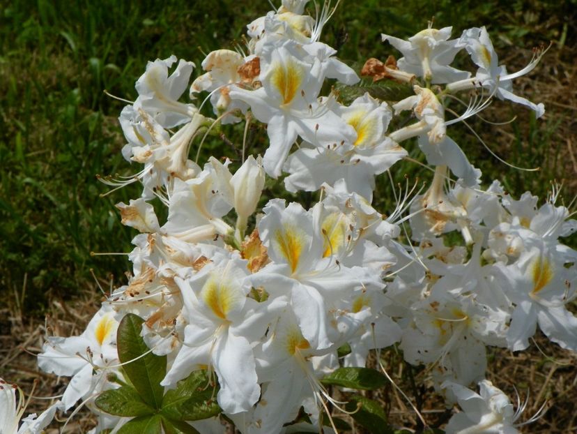 azalea Schneegold - z-Dobarland 2017