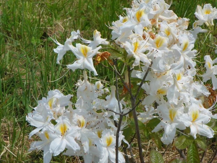 azalea Schneegold - z-Dobarland 2017