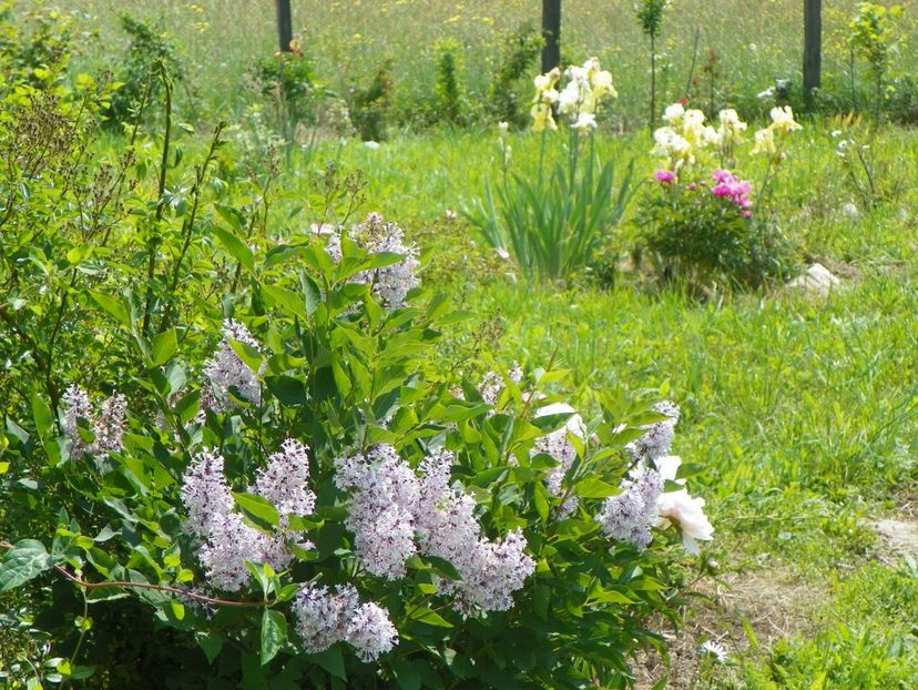 syringa Miss Kim - z-Dobarland 2017