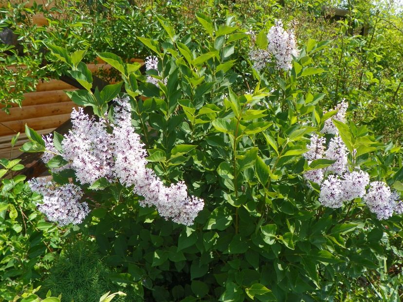 syringa Miss Kim - z-Dobarland 2017