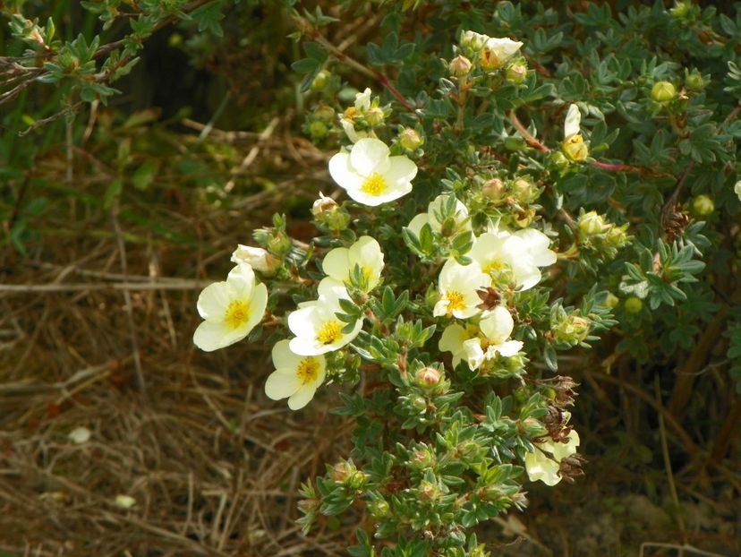 potentilla Primrose Beauty - z-Dobarland 2017
