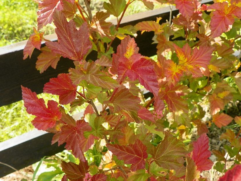 physocarpus Amber Jubilee - z-Dobarland 2017