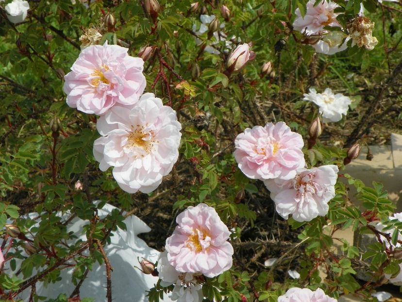 Stanwell Perpetual - Trandafiri 2017