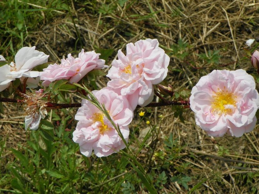 Stanwell Perpetual - Trandafiri 2017