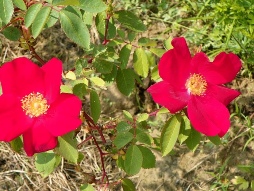 Scharlachglut - Trandafiri 2017