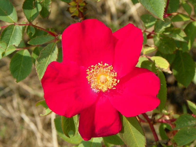 Scharlachglut - Trandafiri 2017