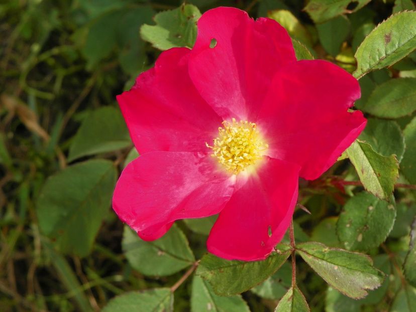 Rose of Picardy - Trandafiri 2017