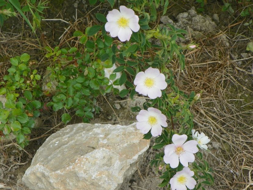 rosa canina - Trandafiri 2017