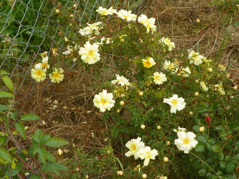 Harison's Yellow - Trandafiri 2017
