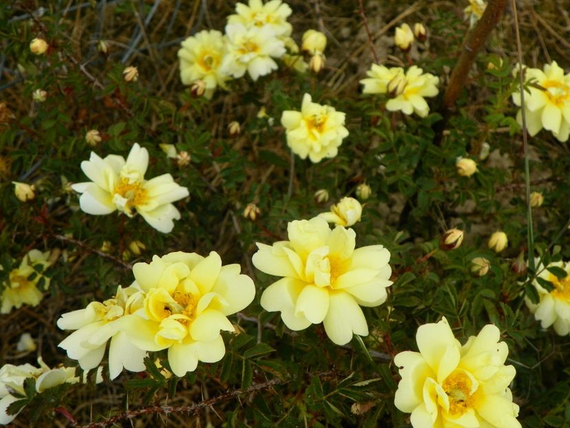 Harison's Yellow - Trandafiri 2017