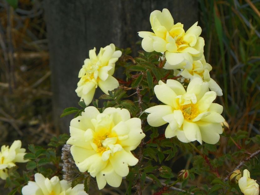 Harison's Yellow - Trandafiri 2017