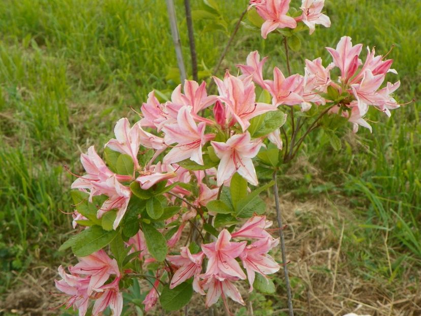 azalea Homebush - z-Dobarland 2017